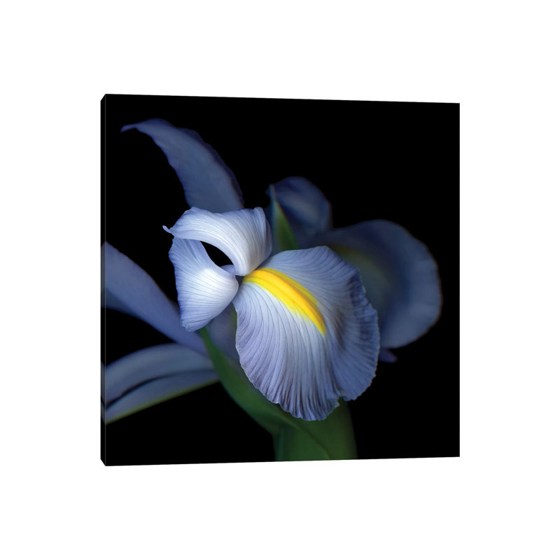 Iris Pale IV by Magda Indigo - Wrapped Canvas Print, 45.72 cm H x 45.72 cm W x 1.91 cm D