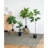 25x25x52"H Fiddle Fig Leaf Tree, 40 Leaves