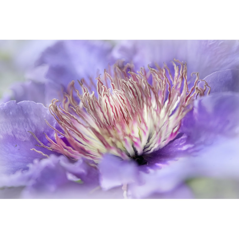 Heart Of The Camellia III by June Erica Vess - Wrapped Canvas Print, 30cm H x 46cm W 