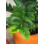 Fausse plante botanique Zamifolia