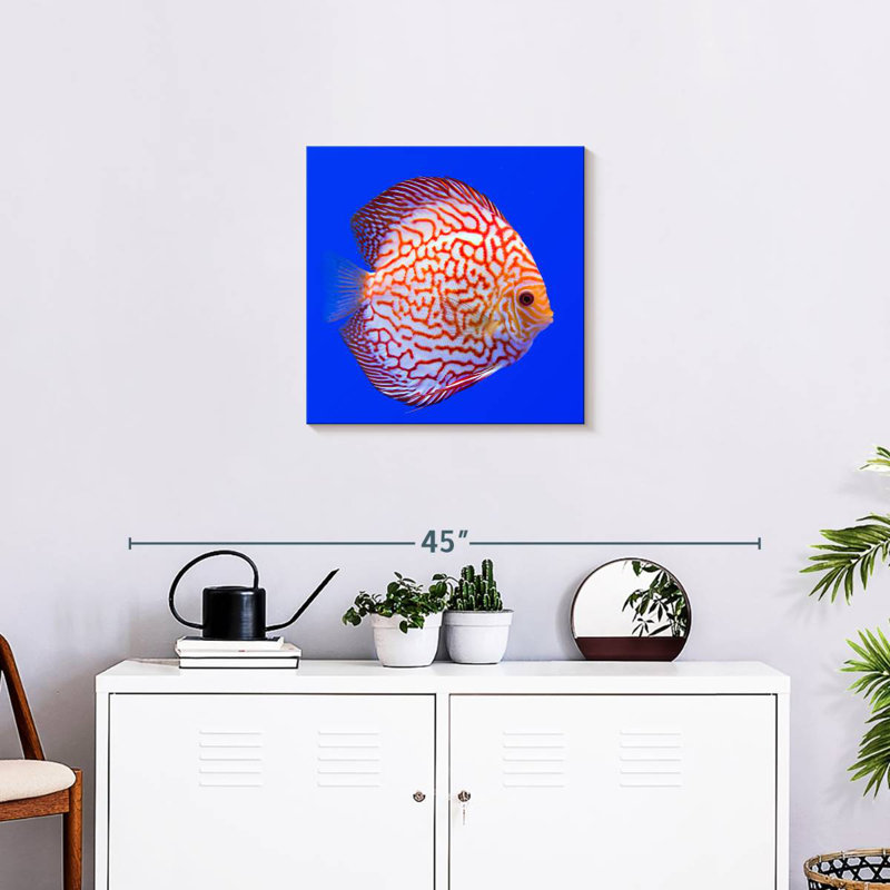 Brampt Exotic Discus Fish, 20'' H x 20'' W