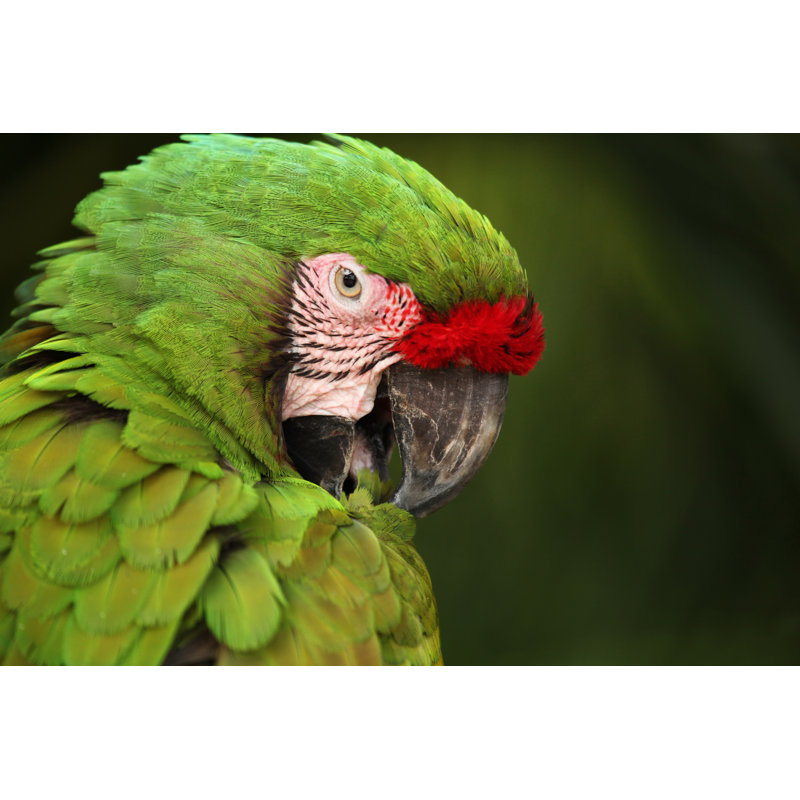 Green Macaw Parrot by LisaStrachan - Wrapped Canvas Print, 81cm H x 122cm W