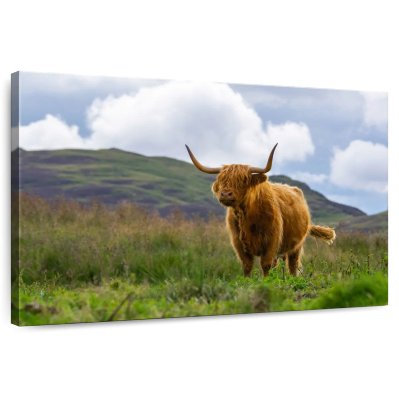 Vache écossaise Highland, H 32 po x l 48 po