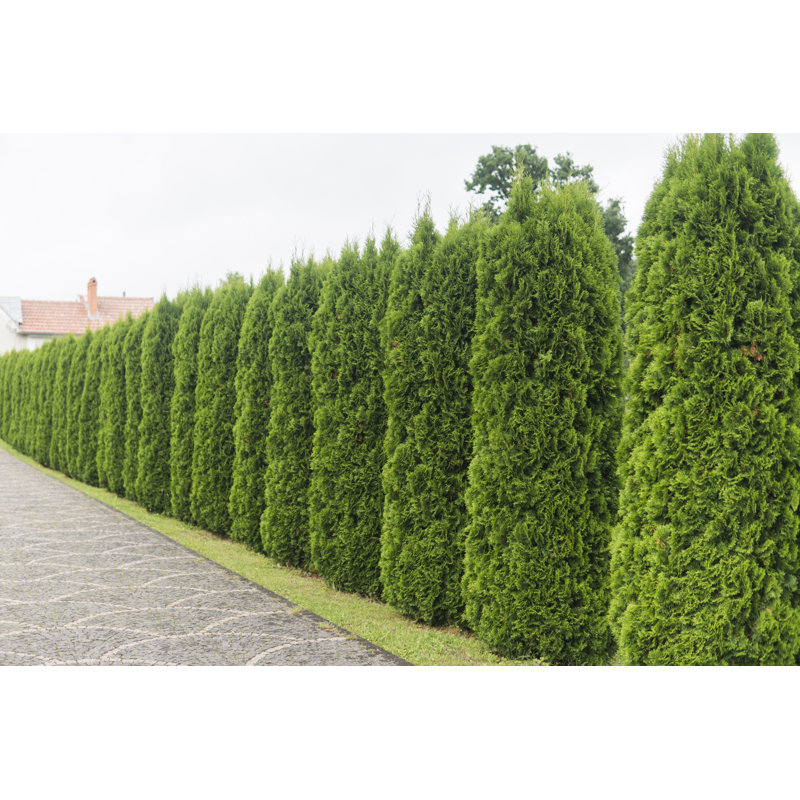 Fond naturel, H 24 po x l 36 po