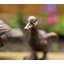 Animals Waterproof Plastic Garden Statue
