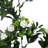 Rambling Arrangement-563142086-563142085