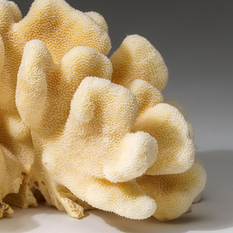 Genuine White Cat's Paw Coral (2 Lbs)