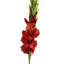 Leaf Design Large Artificial Gladioli Stems 115cm Faux Plant-114785207-114785210