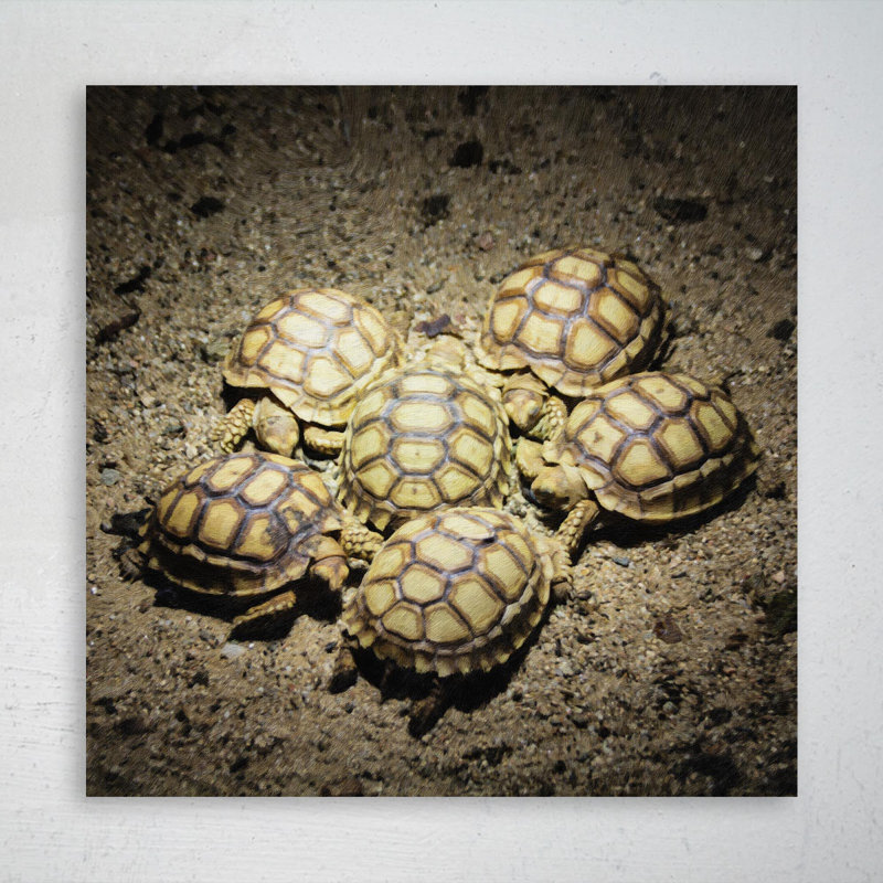 Six tortues jaunes et brunes - Reproduction d'art graphique carré sur toile tendue - 1 pièce, H 16 po x l 16 po