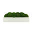 Nature's Nostalgia Moss Plant in Fiberstone Planter-1824800357-1824800356