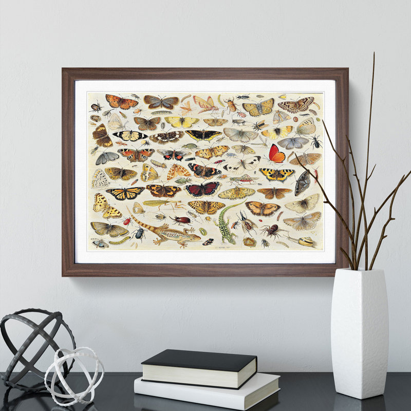 Butterflies and Insects Vol.1 by Jan Van Kessel - Framed Print, 36cm H x 48cm W x 2cm D, Walnut Framed