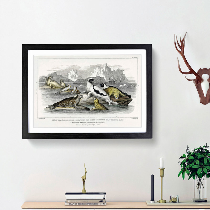 Seal Illustration by Oliver Goldsmith - Picture Frame Painting Print, Black Framed, 48cm H x 65cm W x 2cm D