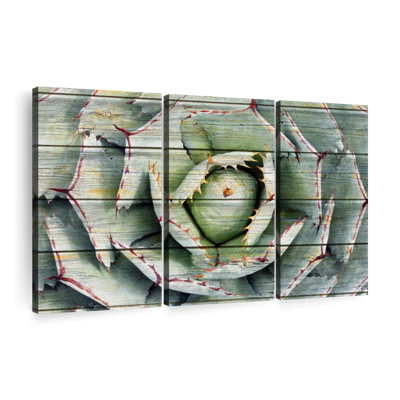 «Succulent Rustic Agave», ensemble de 3 reproductions sur toile par AppleWood Designs