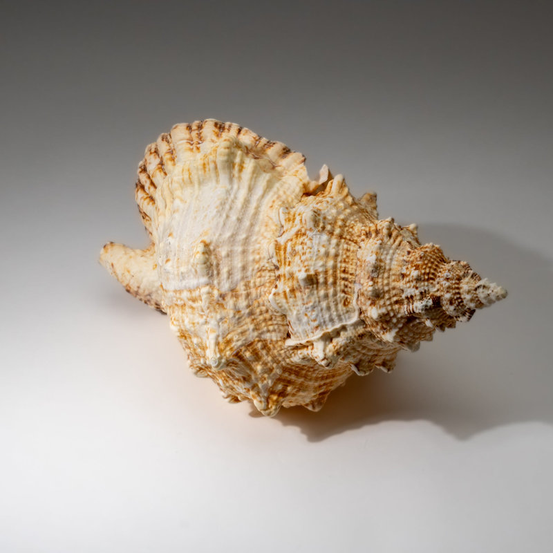 Genuine Murex Shell (1.7 Lbs)