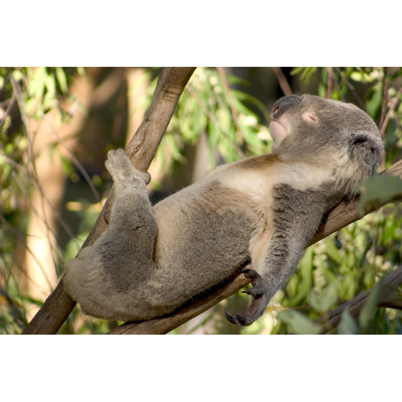 Lazy Koala by Woodstock - Wrapped Canvas Print, 81Cm H x 122Cm W