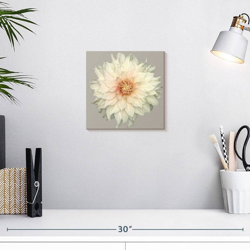 Dahlia Harnek en fleurs, H 10 po x l 10 po