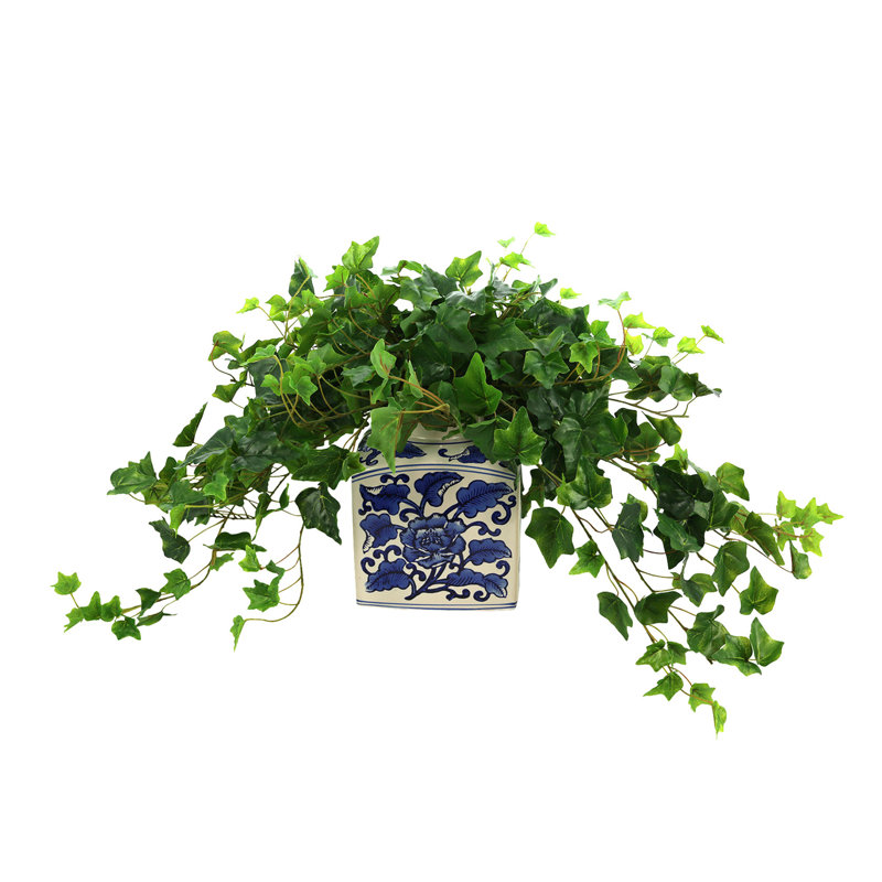 Plante de 16 po