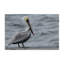 Photographie de Pelican, toile par Nathan Larson-2077912760