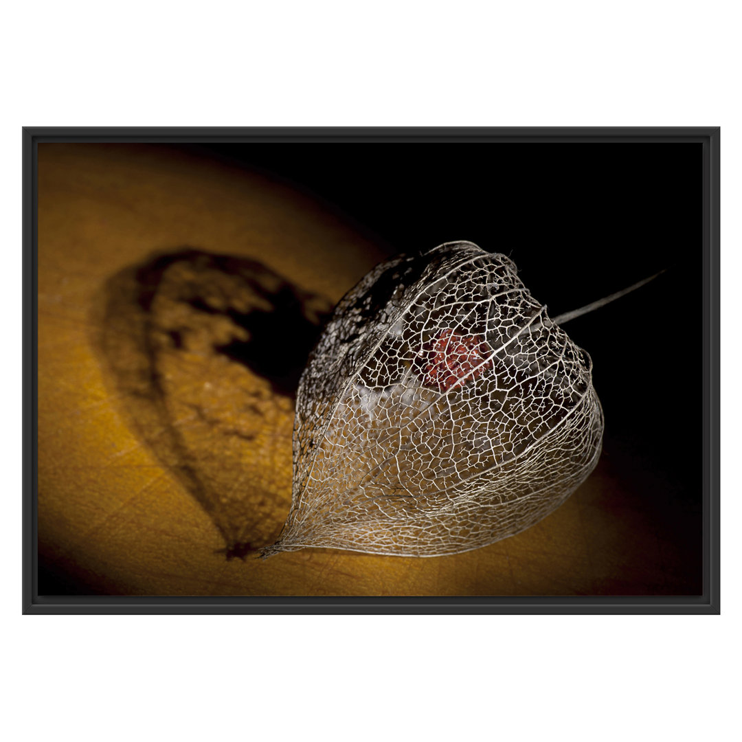 Gerahmtes Wandbild Schatten einer Physalis