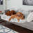 Pet Blanket-97900456
