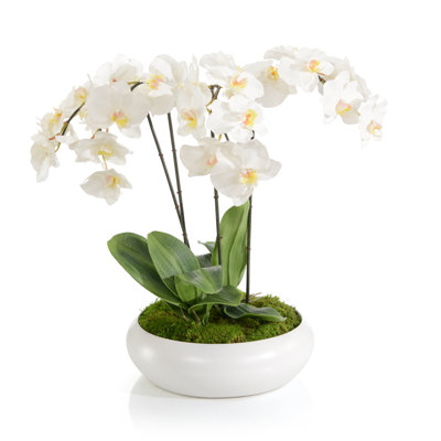 Belles orchidées