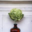 Tige d'hortensia Roper