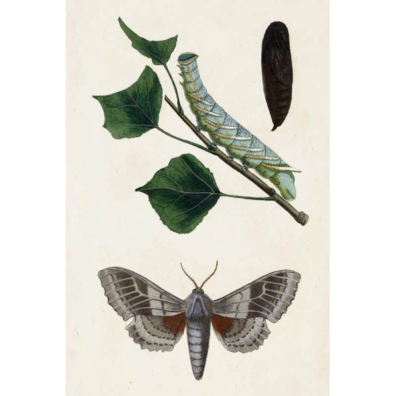 Caterpillar And Moth III - Wrapped Canvas Painting, 122cm H x 81cm W