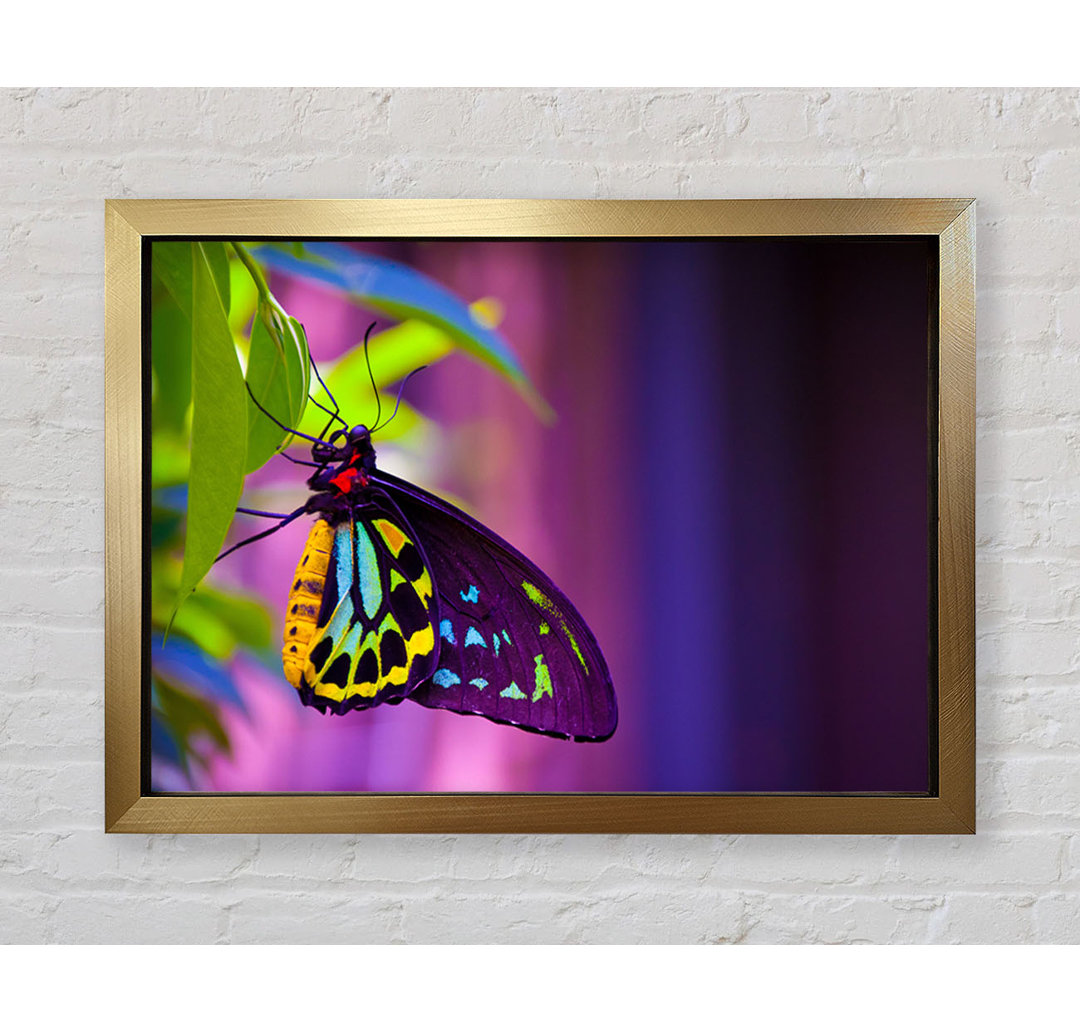 Schmetterling Nahaufnahme auf einem Blatt - Druck