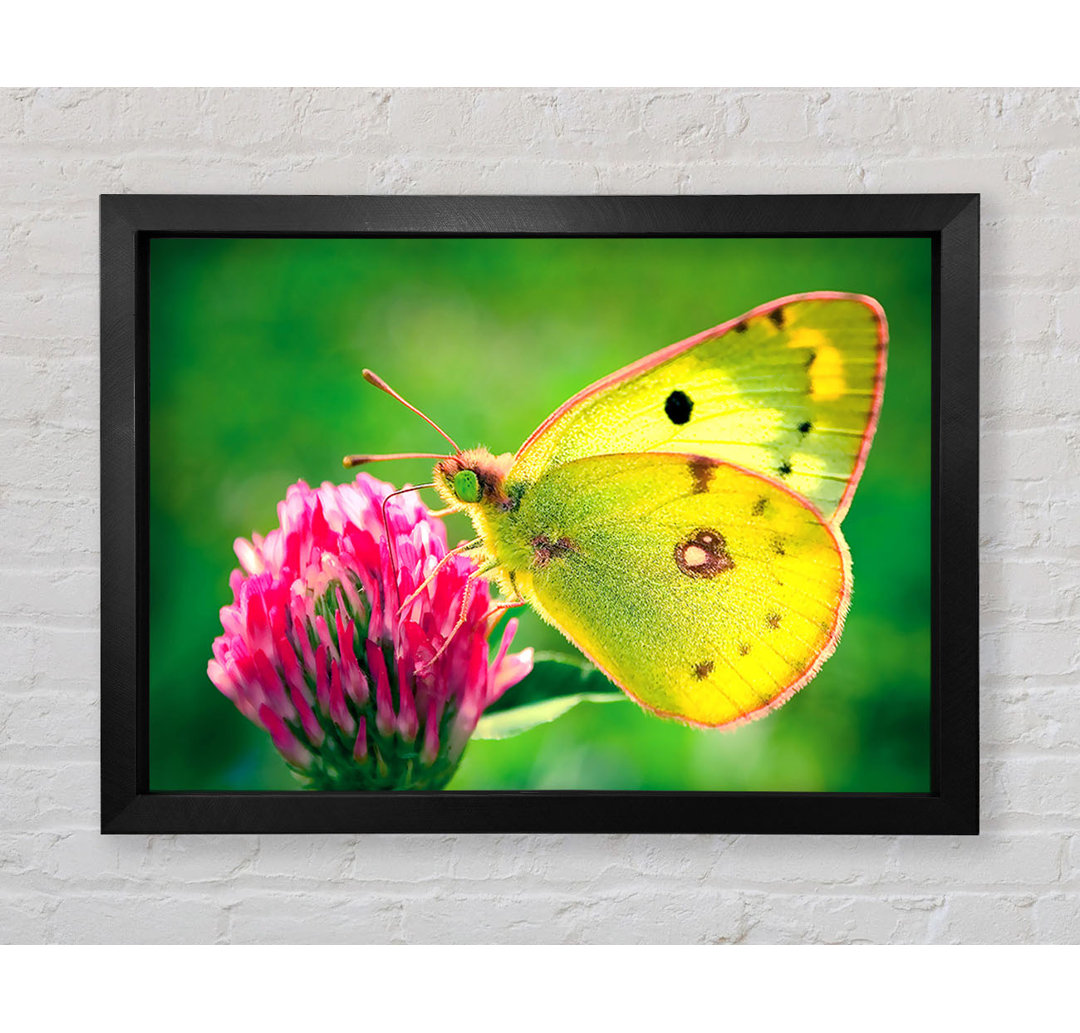 Colias Hyale Butterfly - Einzelner Bilderrahmen Kunstdrucke