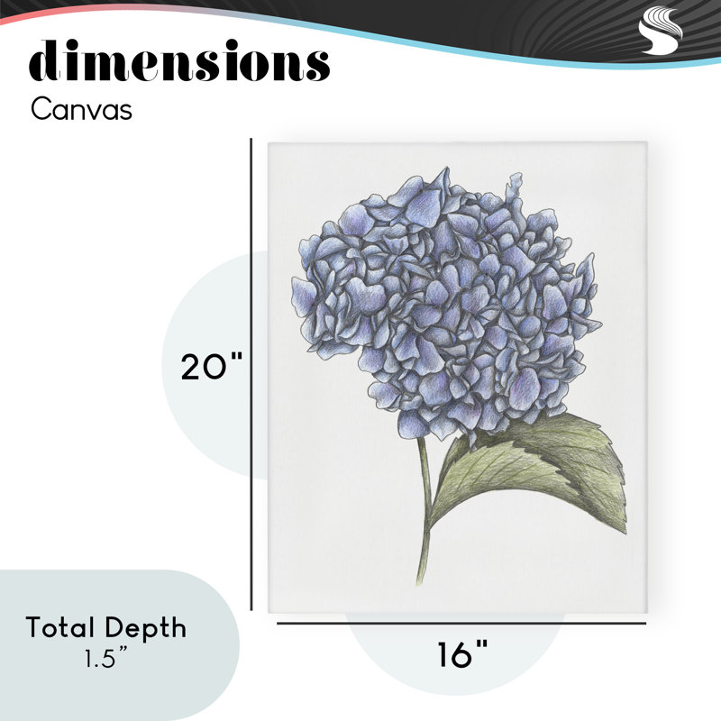 Hydrangea, dessin par Cecilia Battaini, H 20 po x l 16 po