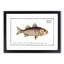 Lineated Umber Fish by M.E. Bloch - Framed Print-55580516-55580518