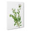 Silverbush Flowers by Pierre-Joseph Redoute - Wrapped Canvas Painting-55318244