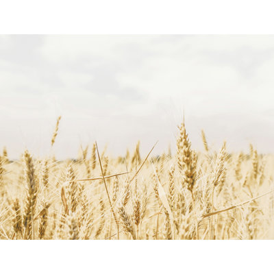" Bright Wheatfield "
