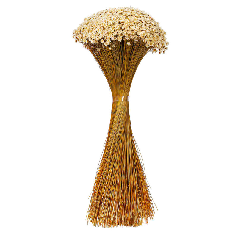 Bouquet d'étoiles de 14 po, 8 oz. Il s'agit d'un produit naturel. Les dimensions et la couleur peuvent varier d'une plante à l'autre.