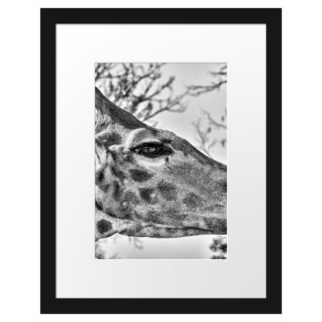 Gerahmter Fotodruck Graceful Giraffe Eating