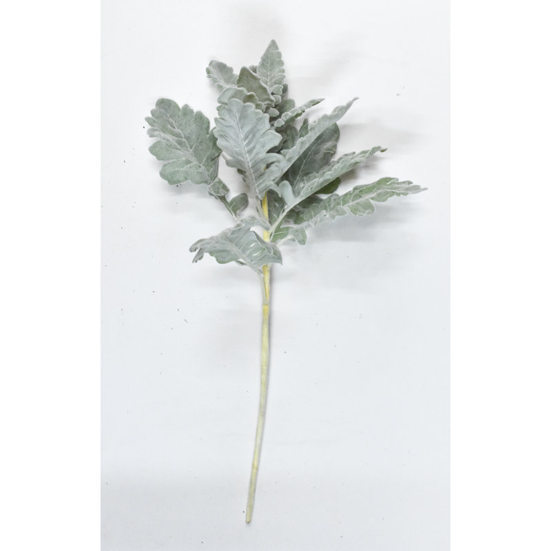 Tige dusty miller