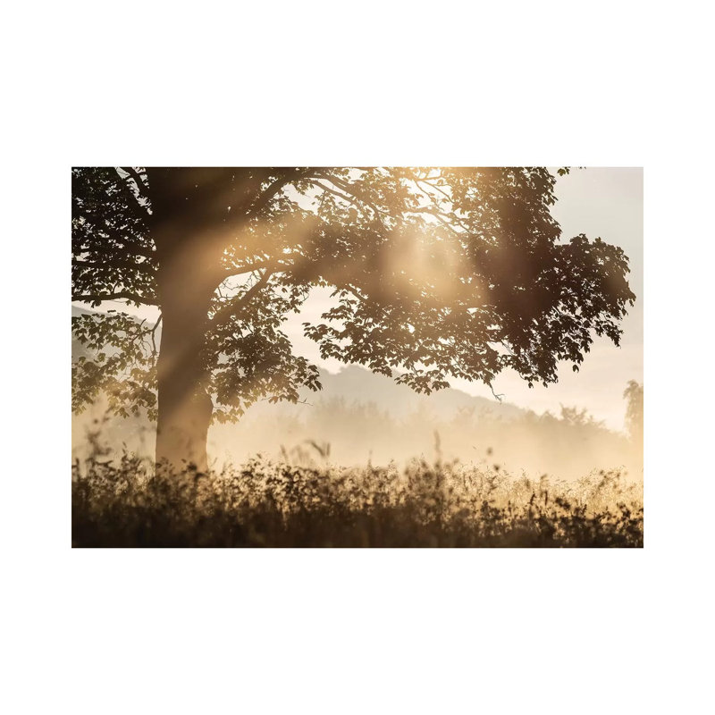 Poland, Sunrise Tree by Mikolaj Gospodarek - Wrapped Canvas Print, 66.04 cm H x 45.72 cm W x 1.91 cm D