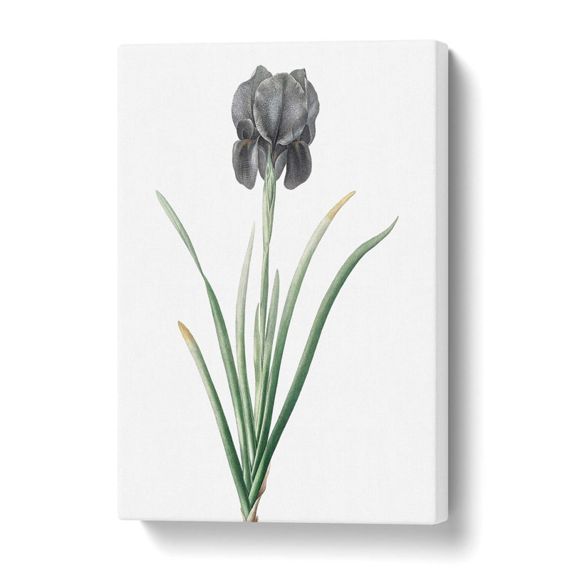 Mourning Iris Flower by Pierre-Joseph Redoute - Wrapped Canvas, 50.8 cm H x 35.6 cm W