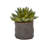 6'' Faux Succulent Plant in Ceramic Planter