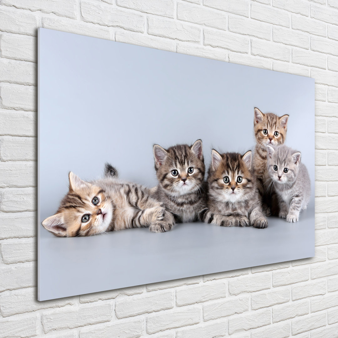 Glasbild Fünf Katzen