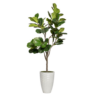 Figuier 78,7 po en pot