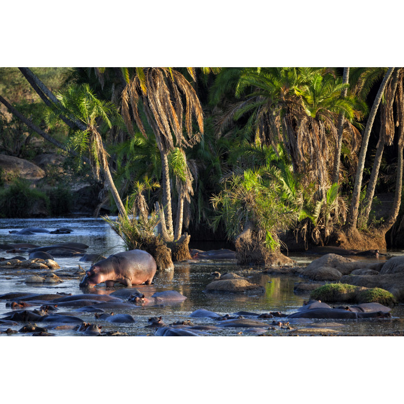 Pod of hippos, 51cm H x 76cm W