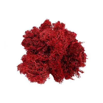 Preserved Moss Plant