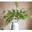 Plantes de la asparagus