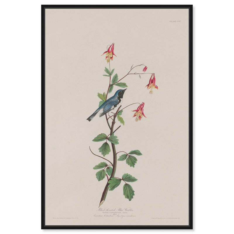 Reproduction d'art sur toile, paruline bleue, 1832, H 25 po x l 17 po, Cadre flottant noir