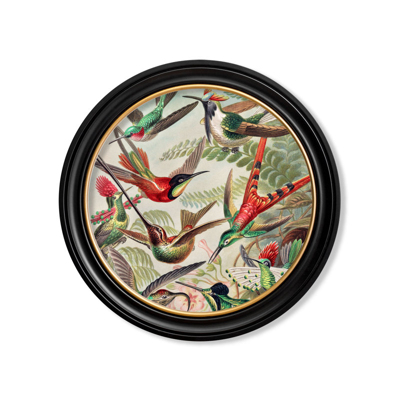 Haeckel Hummingbirds by Mid-1800s - Single Picture Frame Print on Archival Matt 230gsm Paper