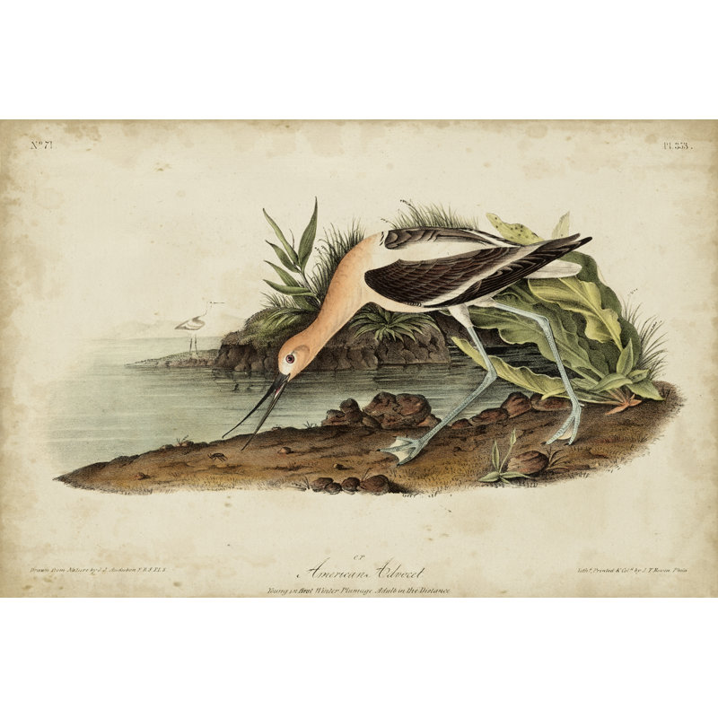American Advocet by John Audubon - Painting, Wrapped Canvas, 20 cm H x 30 cm W