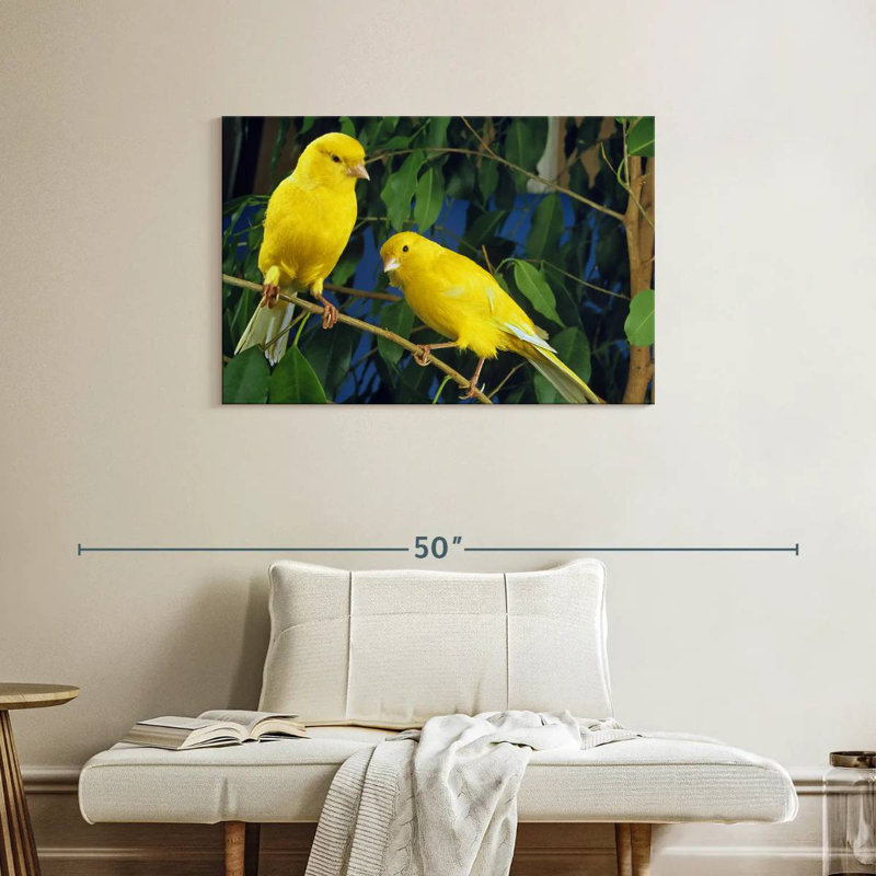 Canari Brampt, H 24 po x l 36 po