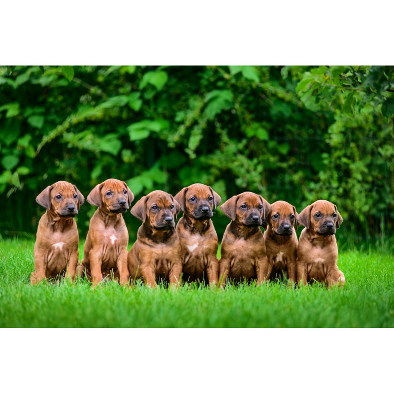 Seven Rhodesian Ridgeback Puppies Sitting In Row On Grass - Wrapped Canvas Print, 30cm H x 46cm W x 3.8cm D