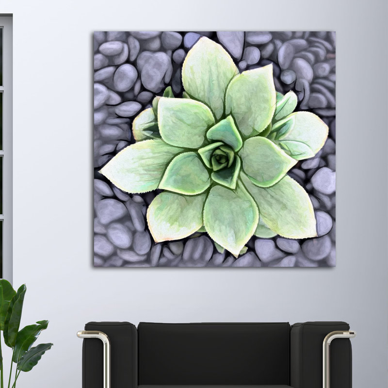 " Aeonium Haworthii Pinwheel ", 8" H x 8" W x 1.5" D